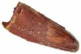 Fossil Spinosaurus Tooth - Feeding Worn Tip #346317-1